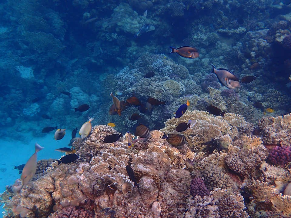 Strand Mövenpick Resort El Quseir