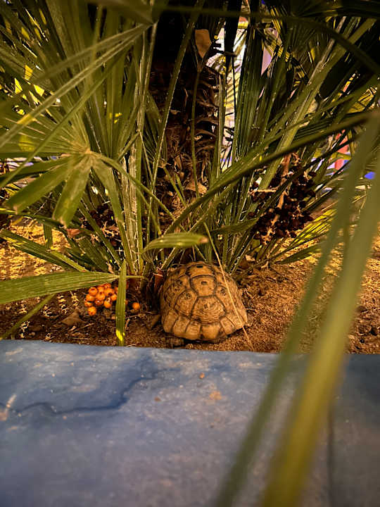 Gartenanlage Diar Lemdina Hotel