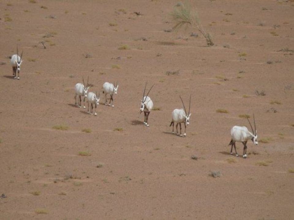 Ausblick vom Zimmer aus die Oryx kamen am Mittag Al Maha, A Luxury Collection Desert Resort & Spa