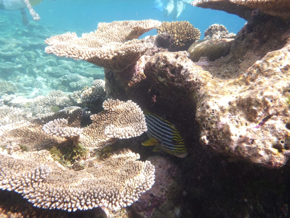 Unterwasserwelt Kuredu Island Resort & Spa