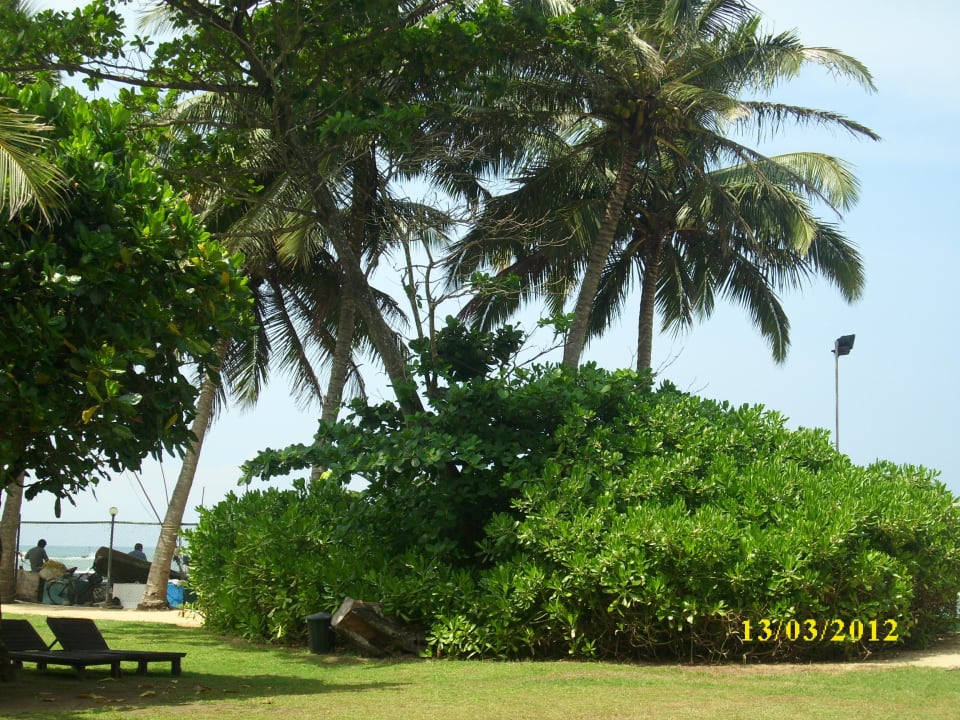 Schön grün Earl’s Reef Beruwala