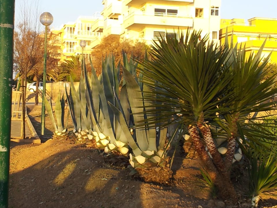 Vor dem Hotel AluaSoul Palma