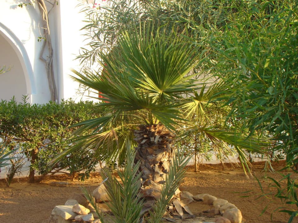 Teren hotelowy Hotel Homère Djerba
