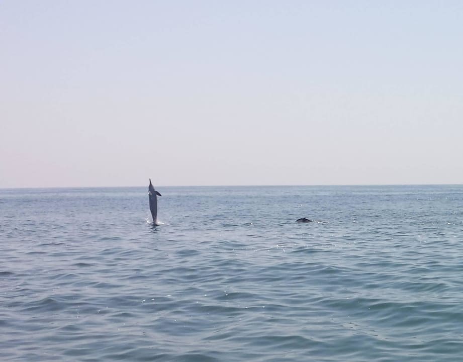 Delfine :-) Salalah Rotana Resort