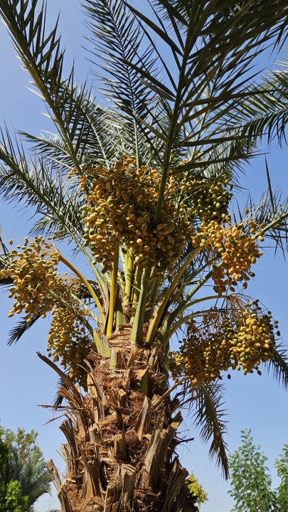Sonstiges Shams Alam Beach Resort