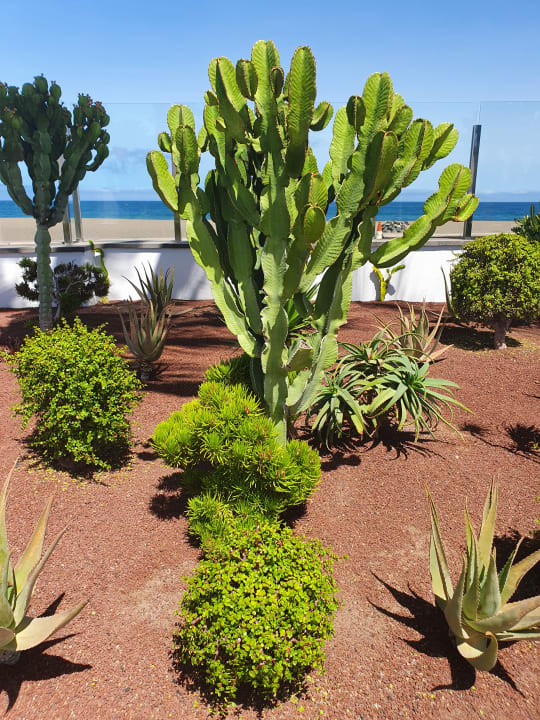 Gartenanlage Hotel Las Costas