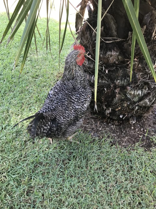 Gartenanlage Güral Premier Belek