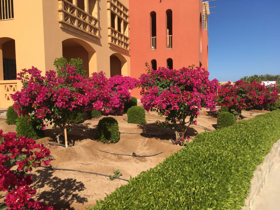 Gartenanlage Club Paradisio El Gouna, Red Sea