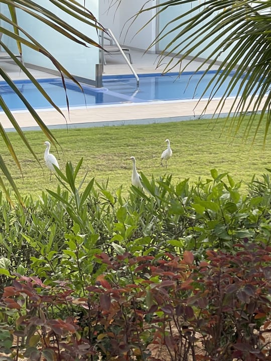 Gartenanlage Hotel Riu Palace Boavista