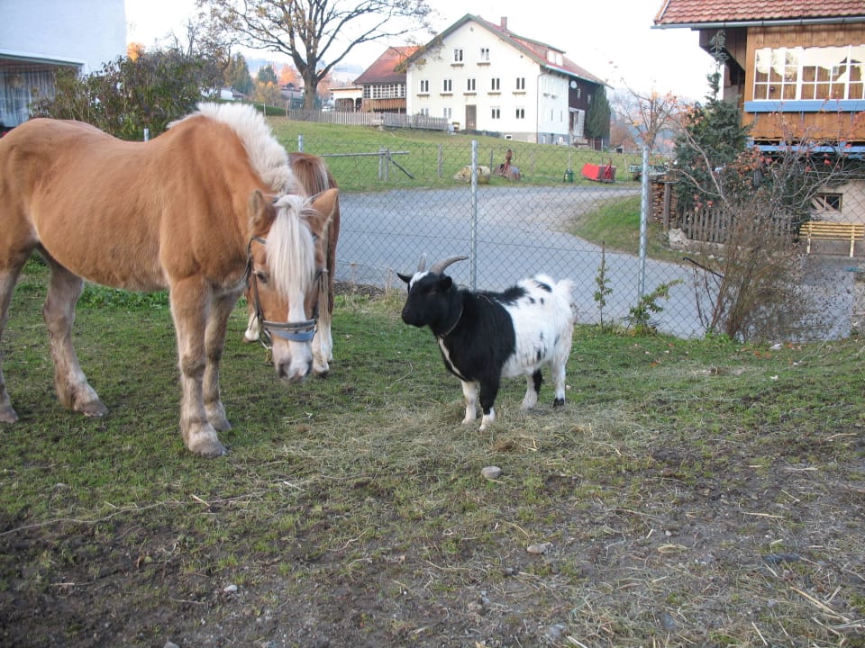 Beste Freunde - Ricki und Tommy Lochbihlerhof Wertach