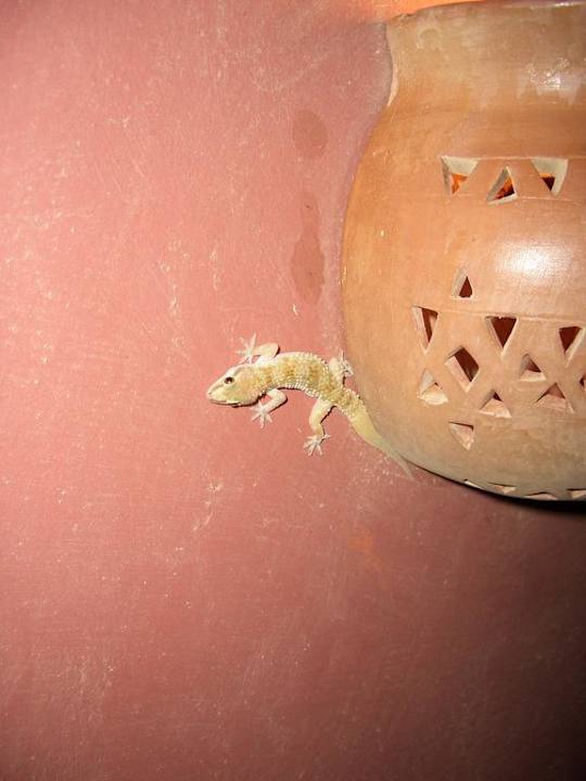 Hallo wer ist denn da? Charmillion Sea Life Resort