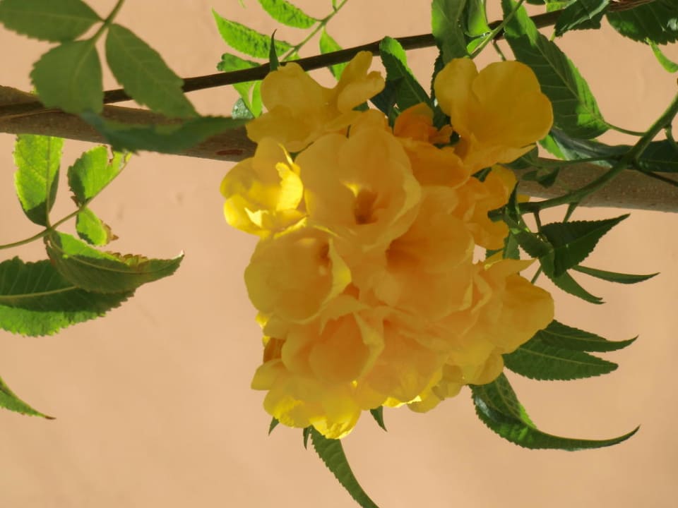 Gartenanlage  Stella Beach Resort & Spa Makadi Bay