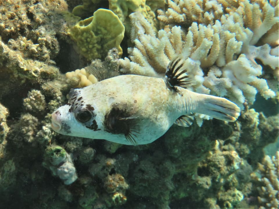 Sport & Freizeit Shams Alam Beach Resort