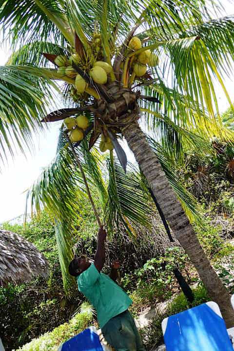 Gärtner pflückt Kokosnüsse Melia Las Dunas