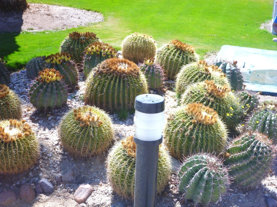 Alles superschön gepflegt Pickalbatros Dana Beach Resort - Hurghada