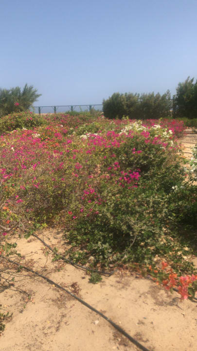 Gartenanlage Hilton Marsa Alam Nubian Resort