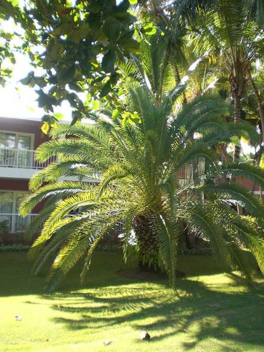 Bavaro-Bereich Grand Palladium Select Bávaro Resort & Spa