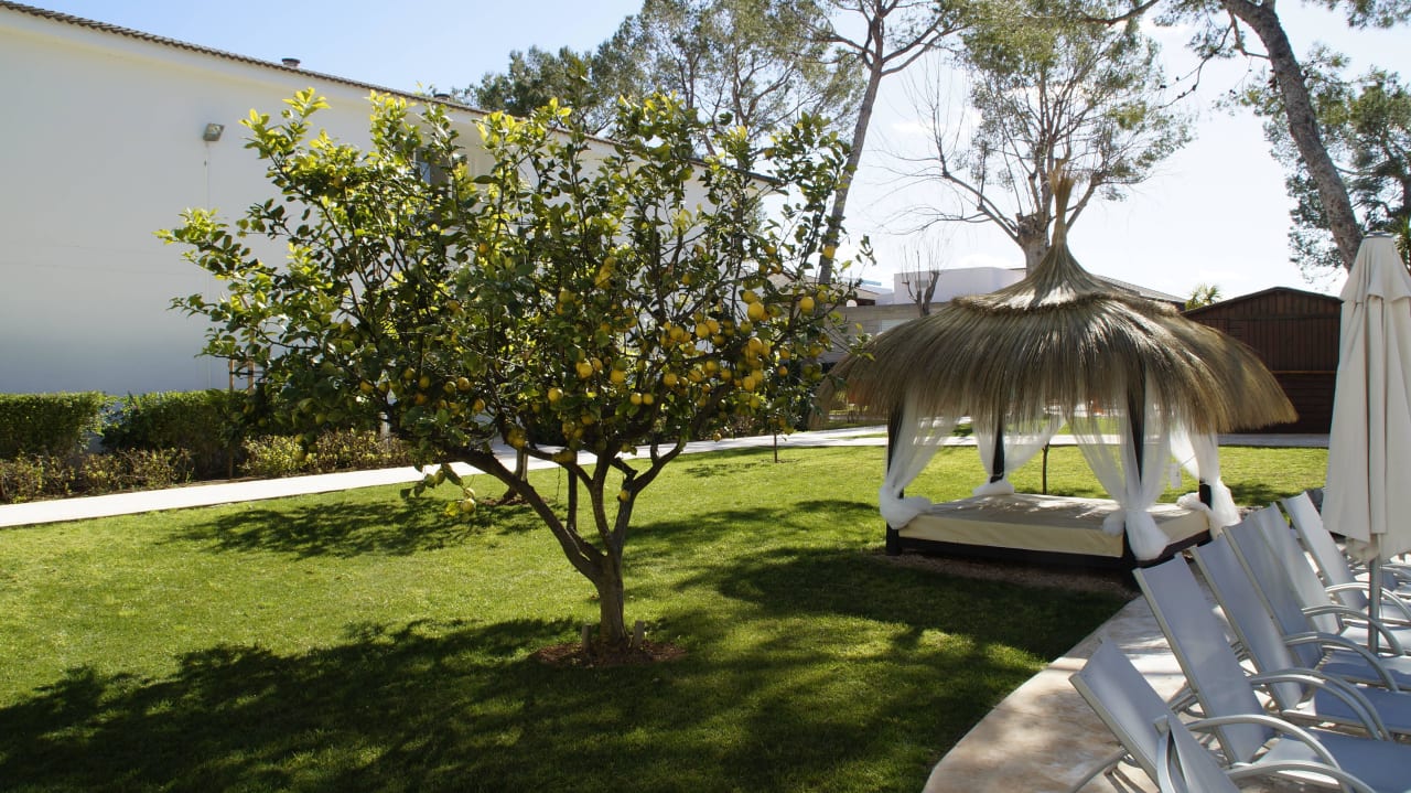 Zitronenbäume Prinsotel La Dorada