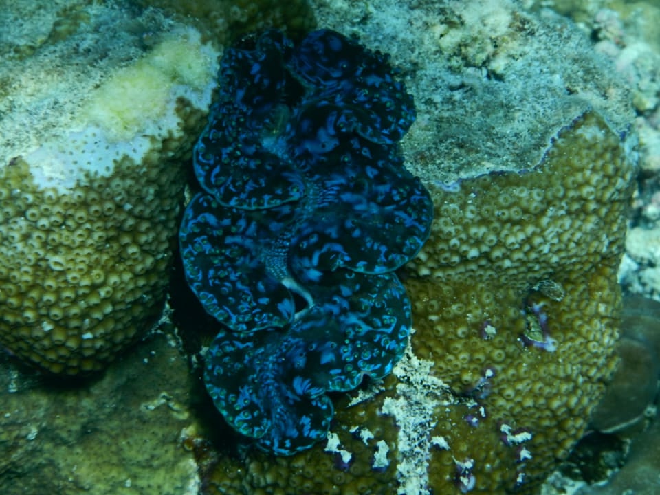 Sport & Freizeit NH Collection Maldives Reethi Resort