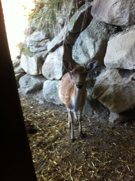 Dammwild Bauernhof Goglhof
