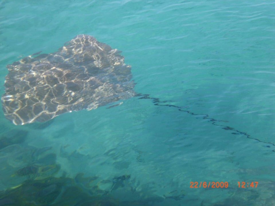 Rochen mit langem Schwanz Summer Island Maldives