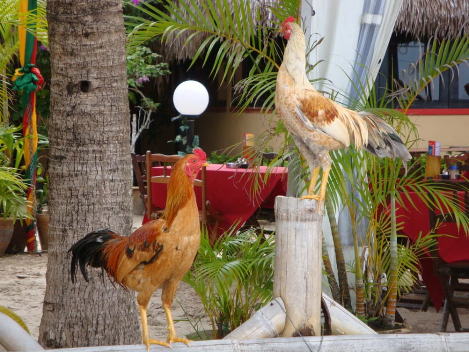 Federvieh aus der eigenen Haltung Hotel Beach Garden Resort