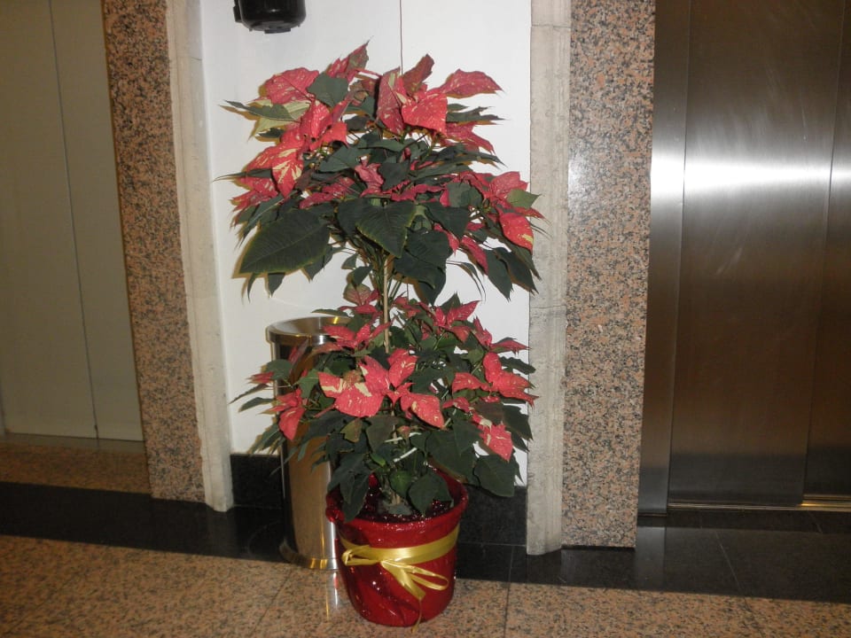 Weihnachtsdeko im Hotel Hotel Riu Palace Jandia