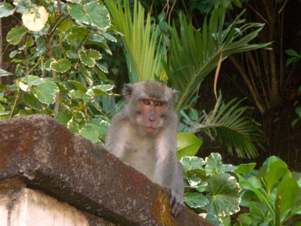 Affenbesuch Hilton Bali Resort