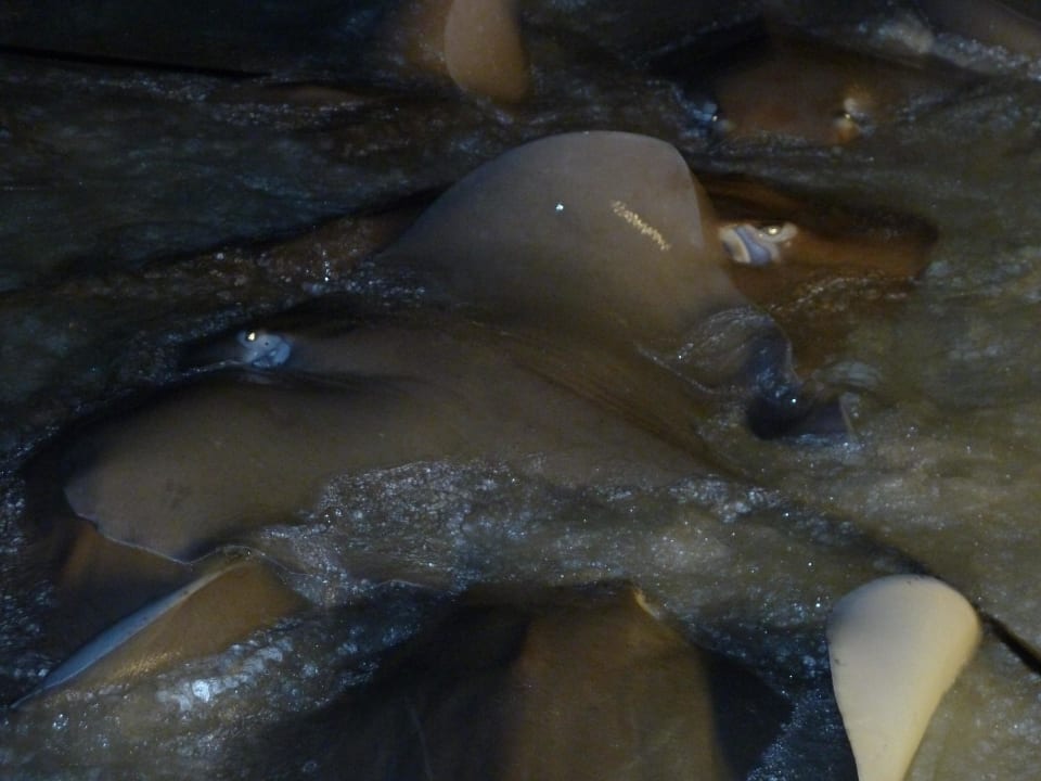 Rochenfütterung Kuramathi Maldives