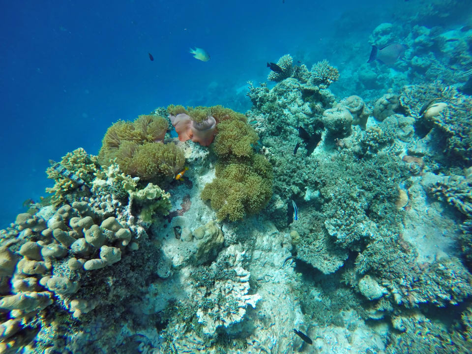 Blick in die Tiefe des Riffes NH Collection Maldives Havodda Resort