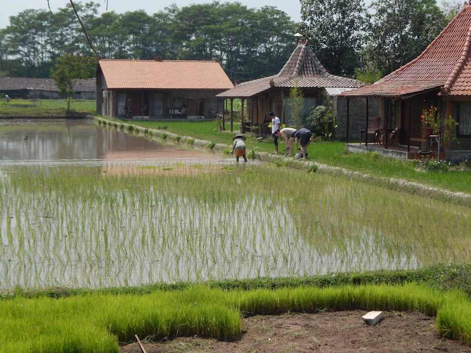 Unser Joglo's und Bungalows Alamanda villa's and B&B