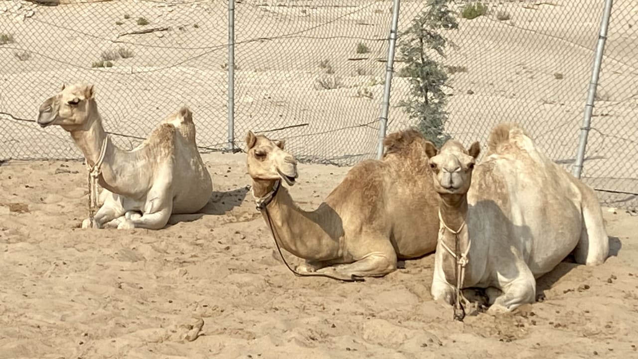 Sport & Freizeit Al Wathba, a Luxury Collection Desert Resort & Spa, Abu Dhabi