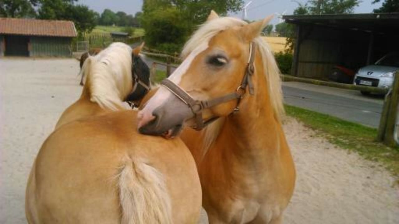 Zuneigung und Freundschaft findet man hier überall Ferienhof Upwarf