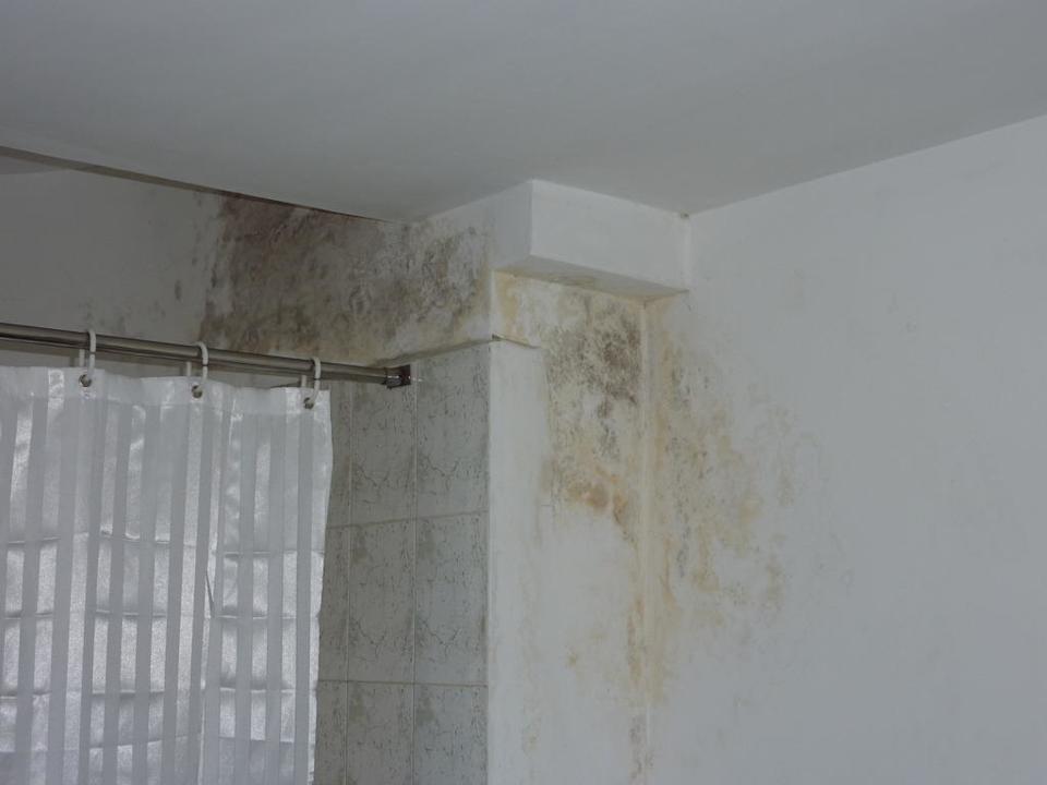 Mould fungus Hotel Sinclair