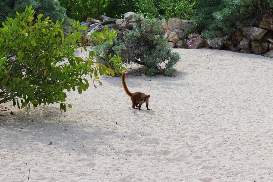 Nasenbären am Strand Iberostar Selection Paraiso Maya Suites