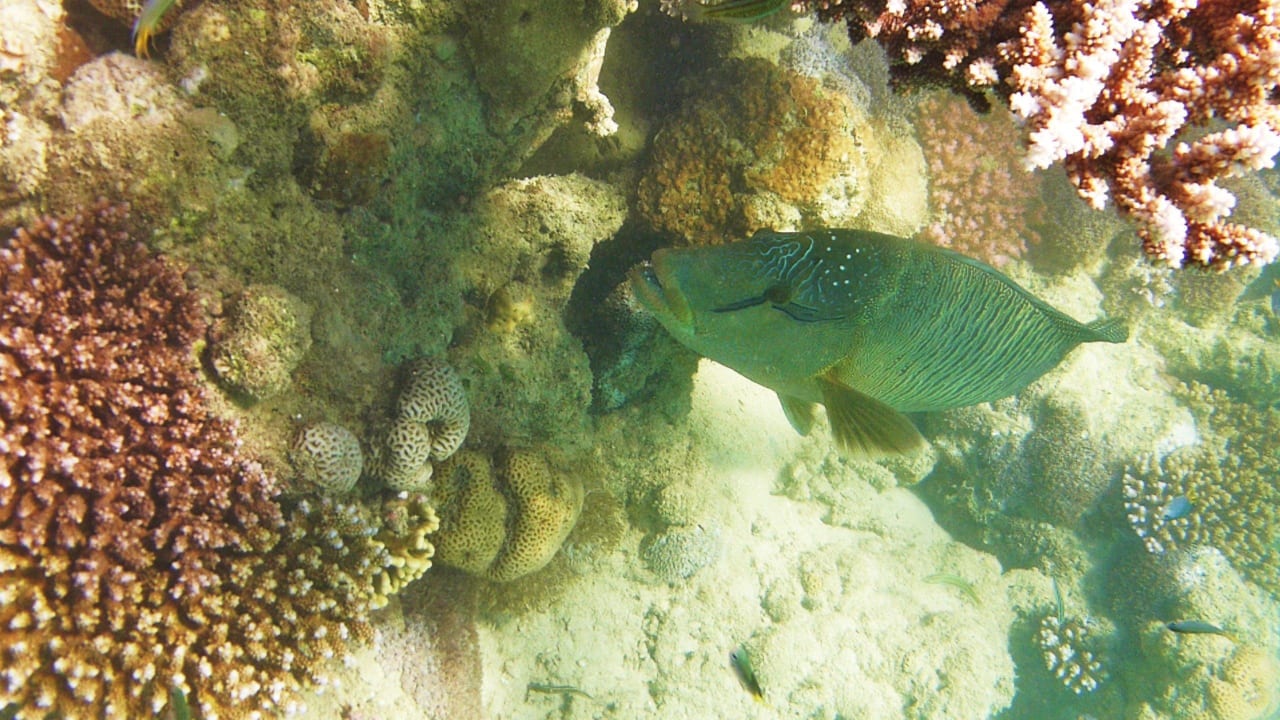 Hotel Lahami Bay Lahami Bay Beach Resort