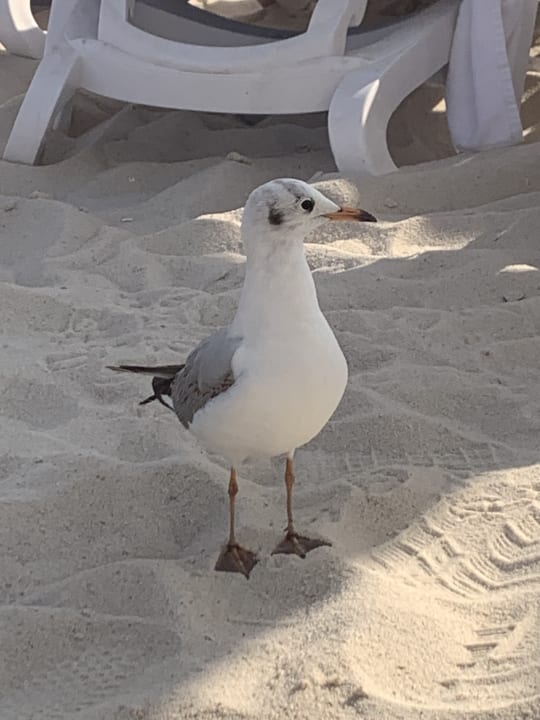 Strand Radisson Beach Resort Palm Jumeirah