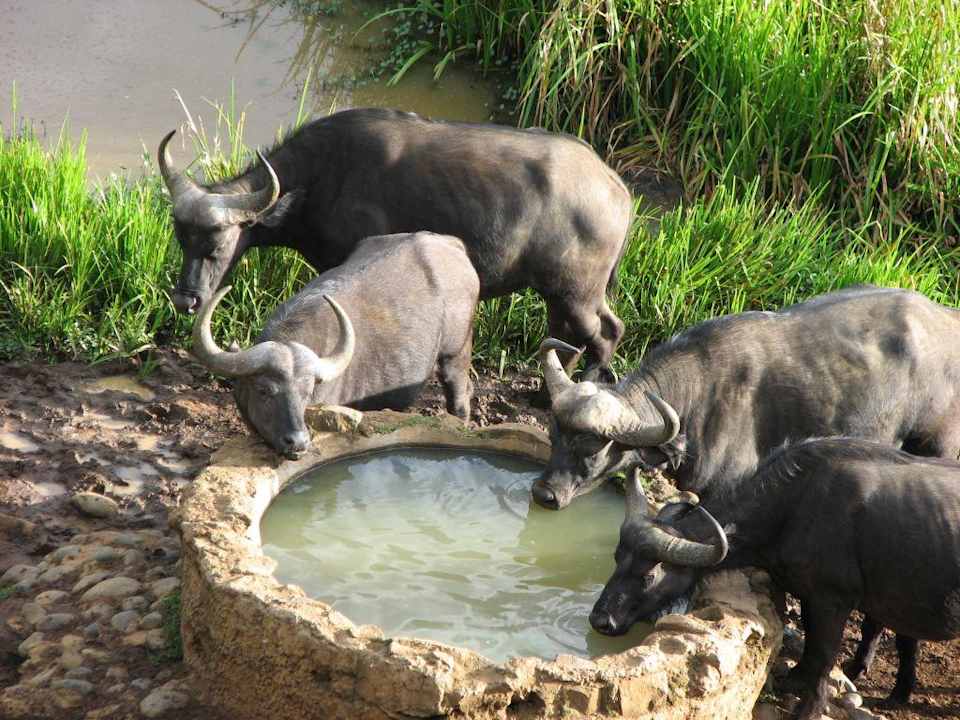 Durstige Büffel Hotel Serena Mountain Lodge
