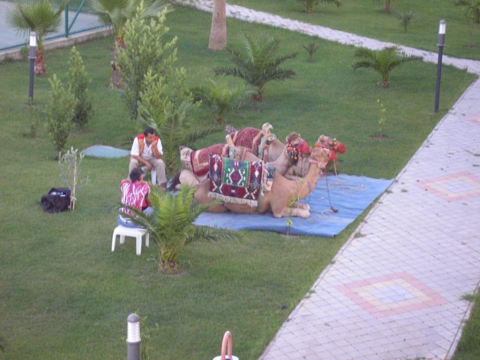 Kamele Hotel Orfeus Park