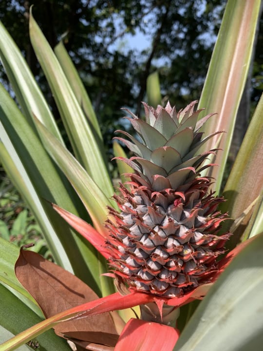 Gartenanlage Spiral Resort