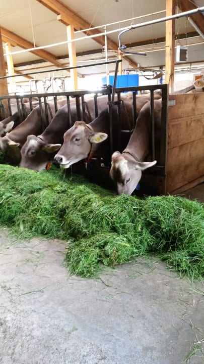 Bei der Fütterung  Ferienhof Schmölz