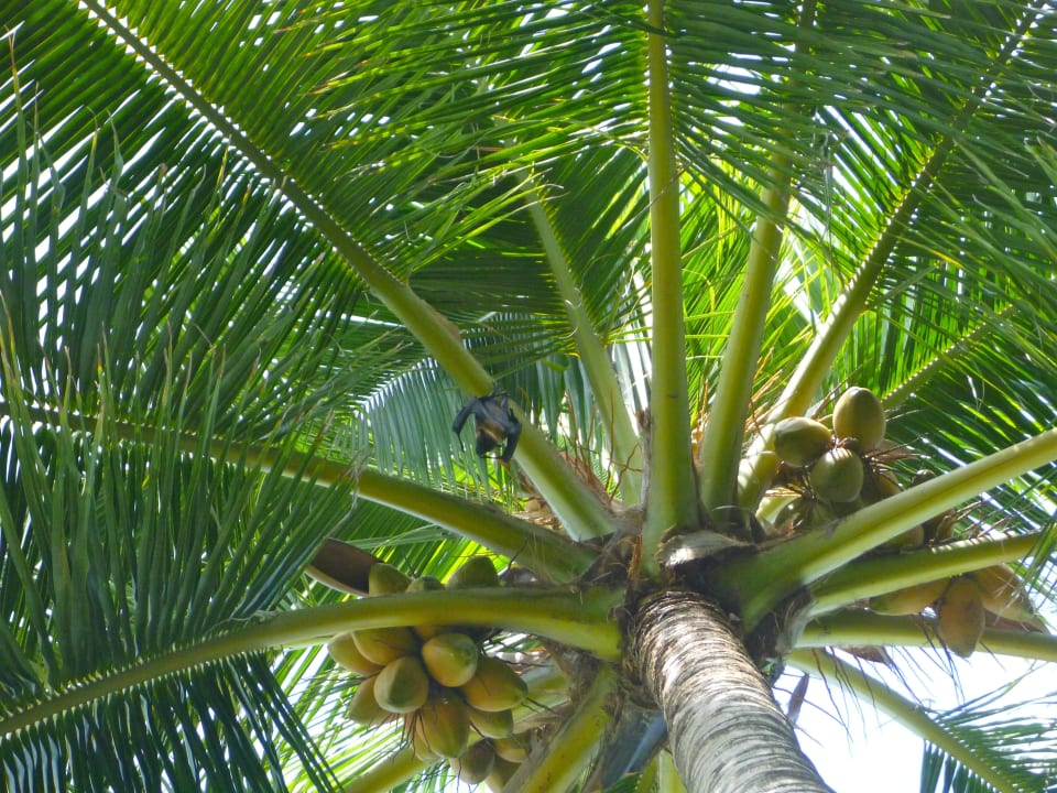Flughund Fihalhohi Maldives