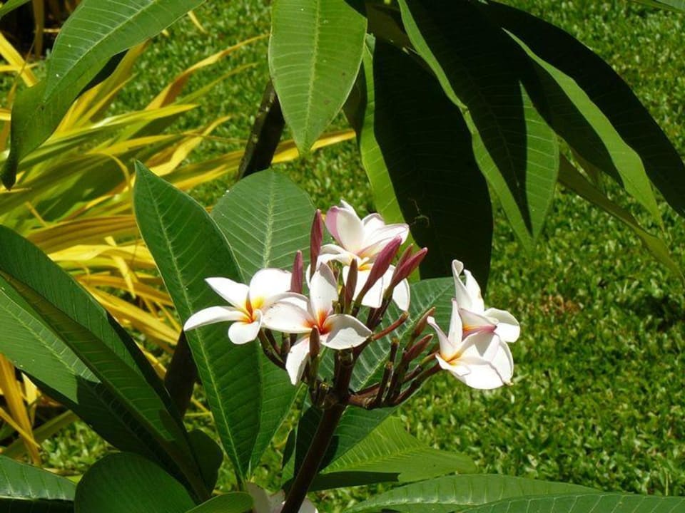 Überal schöne Blumen The Fair House Beach Resort