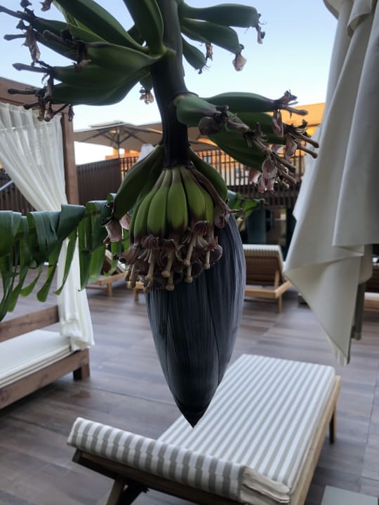 Pool Jacaranda Luxury Resort