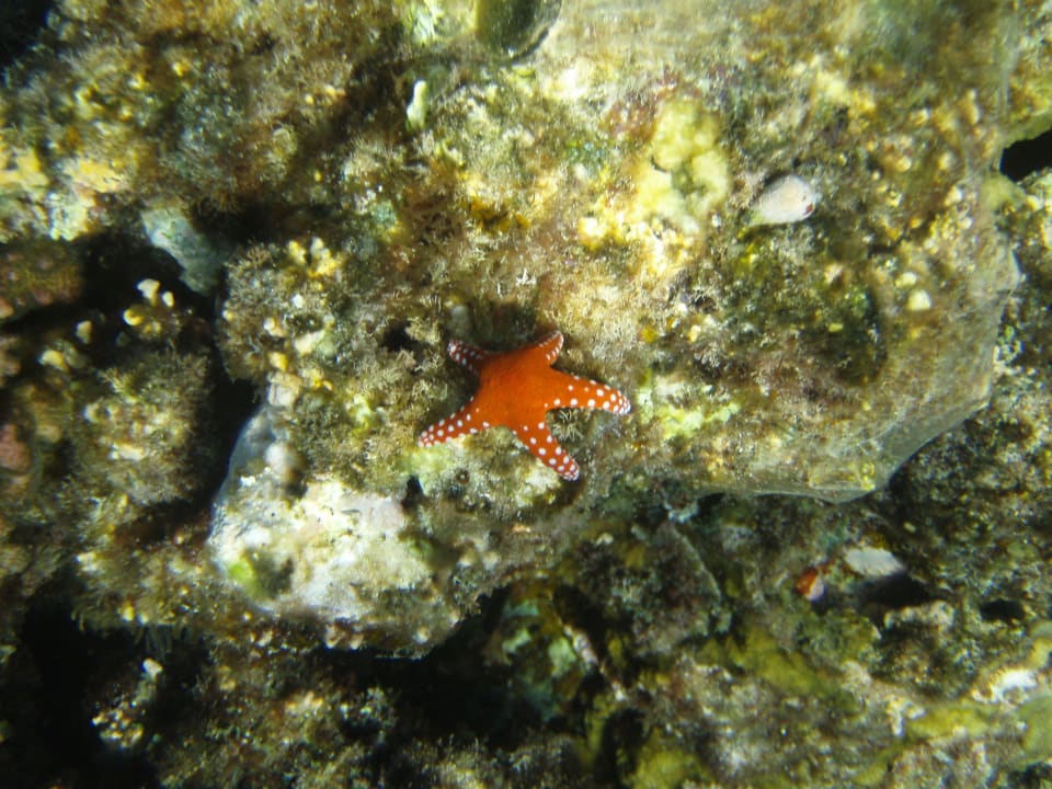 Seestern Mövenpick Resort El Quseir