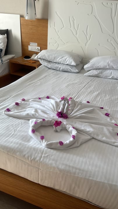 Zimmer Sidera Kirman Premium