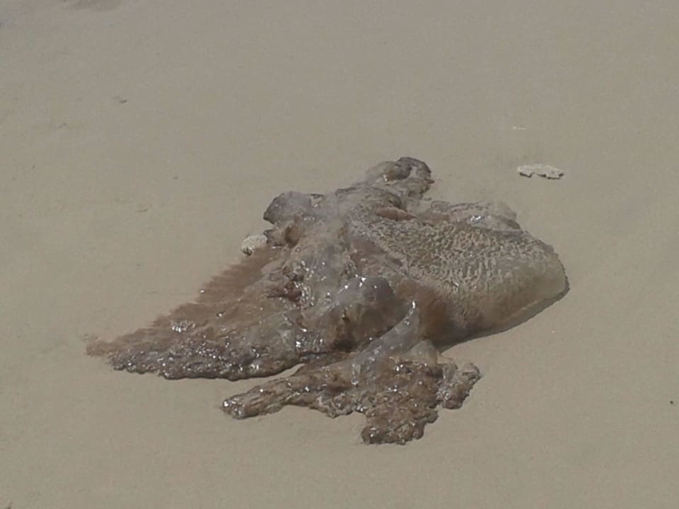 Quallen Kantary Beach Hotel - KHAO LAK
