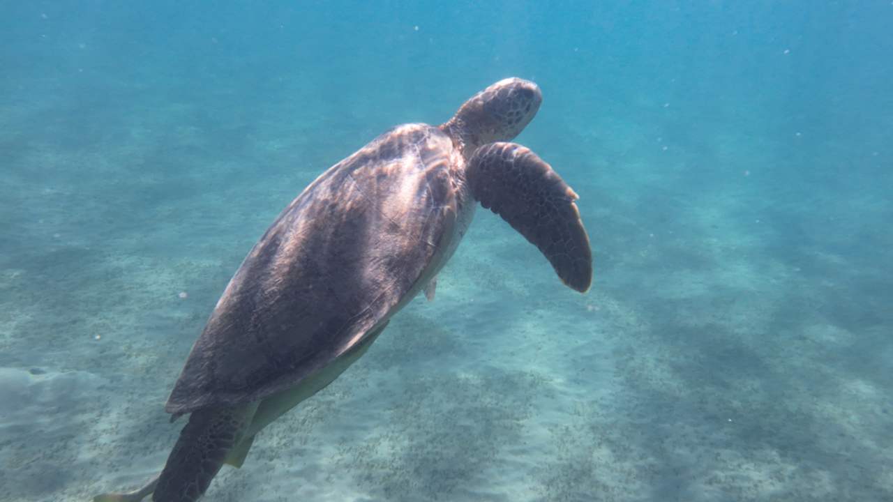 Sonstiges Shams Alam Beach Resort