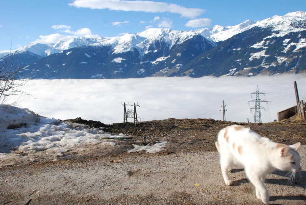 Die Hauskatze und die Aussicht bei Nebel Alpengasthof Enzianhof