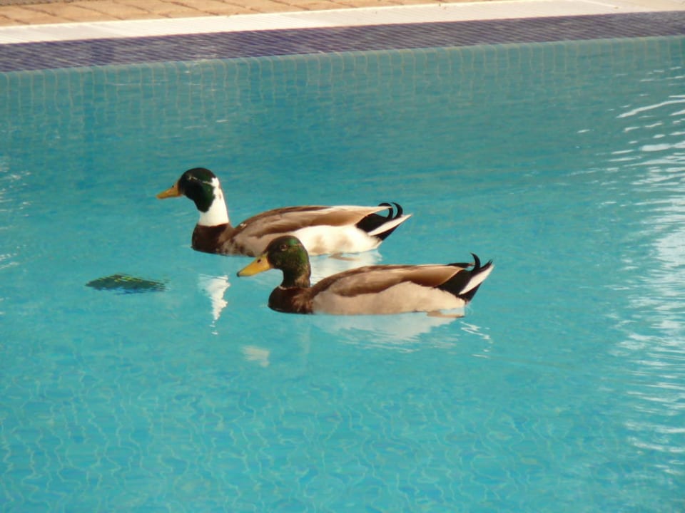 Abendliches Bad der Enten im Pool Lindner Hotel Mallorca Portals Nous, part of JdV by Hyatt